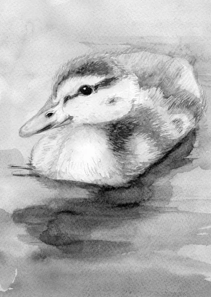 Duckling Floats Water Duckling Duck Watercolor Use Printed Materials Signs — Stock Photo, Image