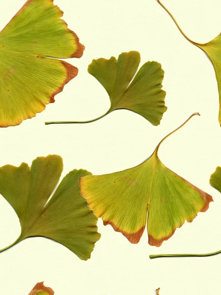 Ginkgo Bladeren Decoratieve Compositie Aquarel Achtergrond Naadloze Patroon Gebruiken Van — Stockfoto