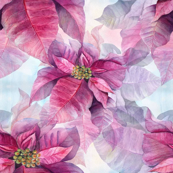 Kerstster Kerst Bloem Poinsettia Een New Year Bloem Een Symbool — Stockfoto