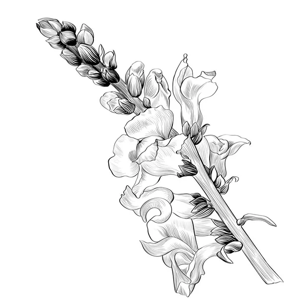 向量例证 在白色背景上有花和芽的树枝 香水和美容植物 金鱼草花园花 使用印刷材料 明信片 — 图库矢量图片