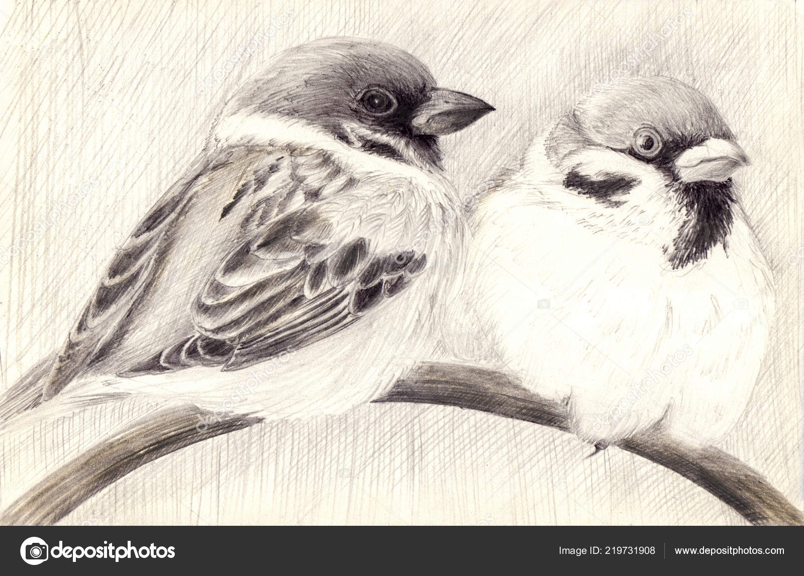 Sparrows Little Birds Pencil Drawing Graphics Handmade Two Sparrows Perched  Stock Photo by ©Gvinevera88 219731908