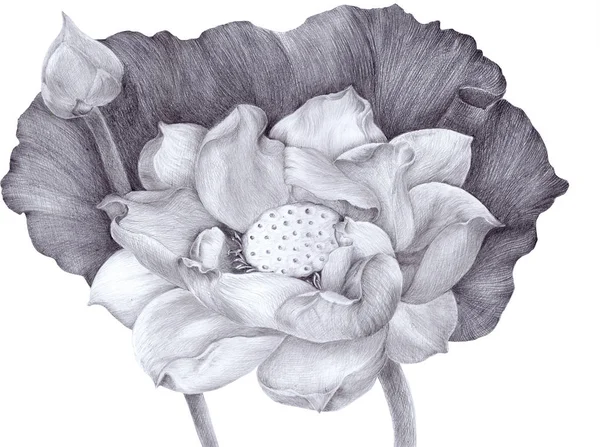 莲花和芽在白色背景 香料和美容植物 装饰成分 使用印刷材料 明信片 — 图库照片