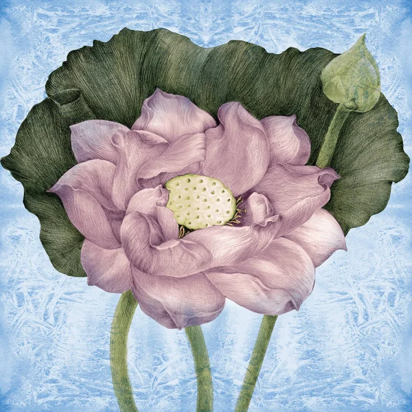 Lotus Çiçek Tomurcukları Suluboya Bir Arka Plan Üzerinde Parfümeri Kozmetik — Stok fotoğraf