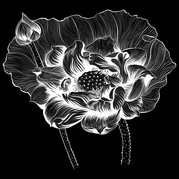 Векторная Иллюстрация Цветы Почки Лотоса Темном Фоне Парфюмерия Косметические Растения — стоковый вектор