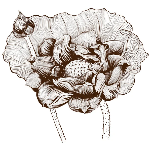 Illustration Vectorielle Fleurs Bourgeons Lotus Sur Fond Blanc Parfumerie Plantes — Image vectorielle