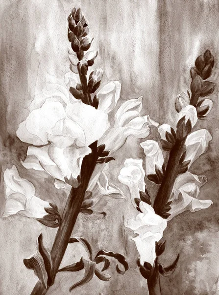 Akvarelem Botanická Výkresu Větev Květy Pupeny Lví Tlamy Zahradní Květiny — Stock fotografie