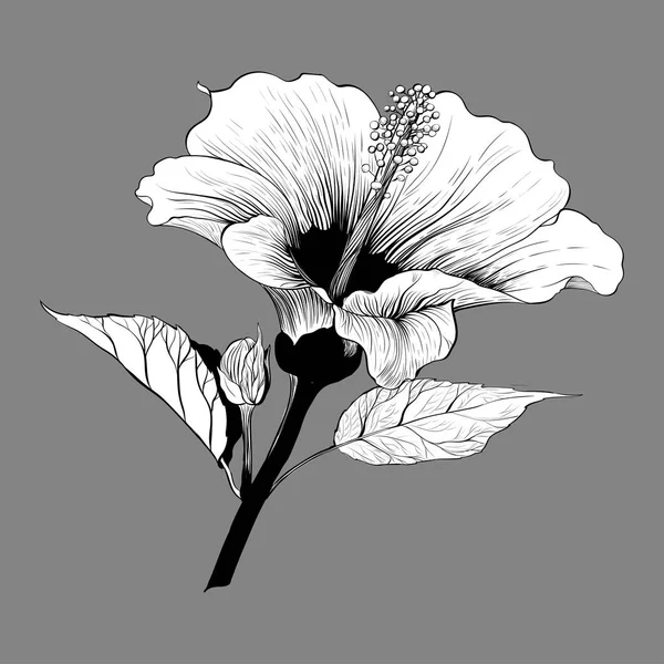 Vektor Hibiskus Blüten Und Knospen Parfüm Und Kosmetikpflanzen Tapete Dekorative — Stockvektor