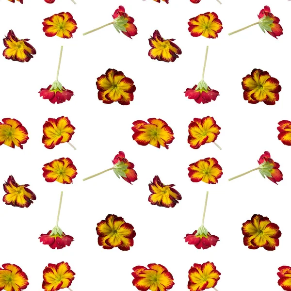 Blüten Und Blätter Der Primel Auf Weißem Hintergrund Dekorative Komposition — Stockfoto