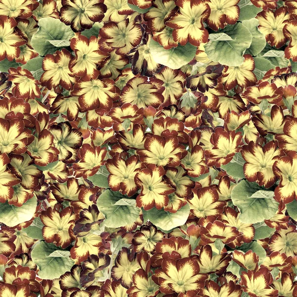 Varrat Nélküli Mintát Virágok Levelek Kankalin Dekoratív Kompozíció Akvarell Háttér — Stock Fotó