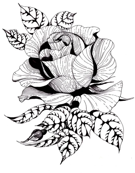 花玫瑰的枝枝 有叶子 花和芽 花叶拼贴上了白色的背景 使用印刷材料 — 图库照片