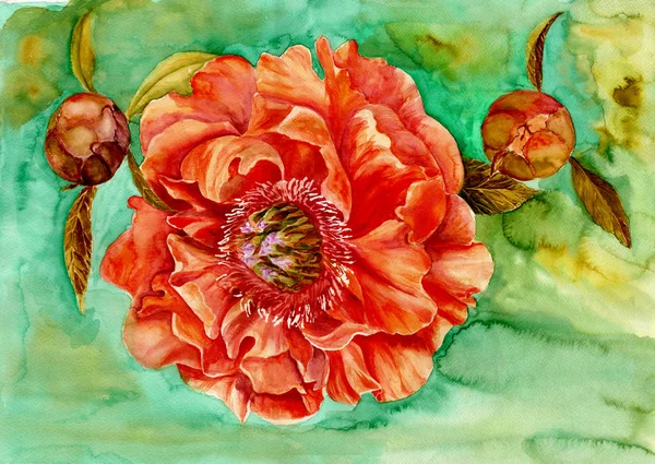 Akvarel Květy Peonií Pozadí Akvarel Koláž Květin Listí Použití Tištěných — Stock fotografie