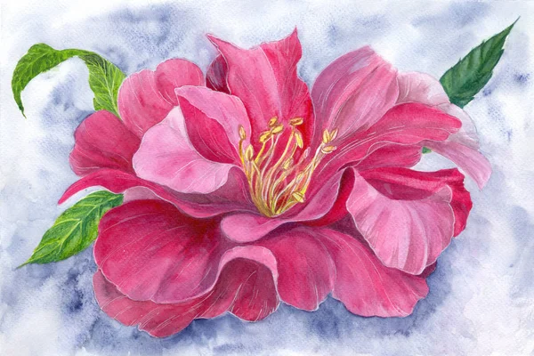 Pink peony. Watercolor drawing - peony flower with leaves on a blue background. Flowers of peonies on the background of watercolor. Use printed materials, signs, objects, websites, maps.