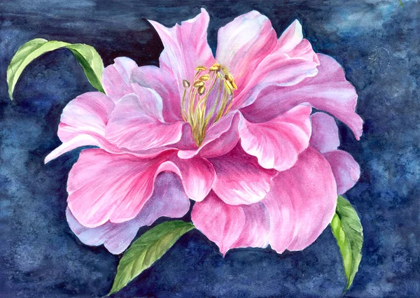 Pink peony. Watercolor drawing - peony flower with leaves on a blue background. Flowers of peonies on the background of watercolor. Use printed materials, signs, objects, websites, maps.