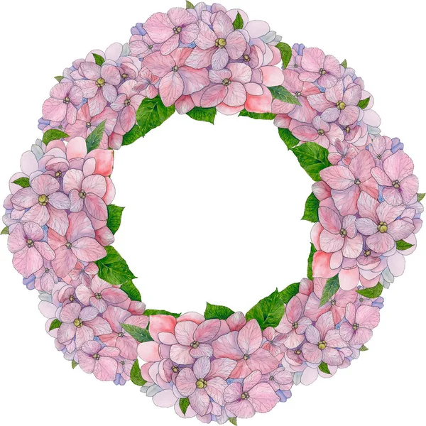 Różowe Kwiaty Hortensji Białym Tle Kwiaty Ogrodowe Używane Materiały Drukowane — Zdjęcie stockowe