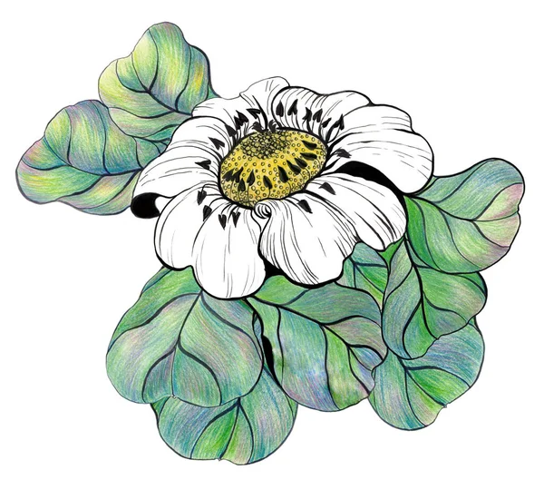 Camomilla Fiore Sfondo Bianco Collage Fiori Foglie Disegno Con Matite — Foto Stock