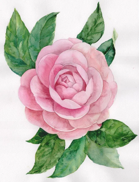 Květiny Výkres Akvarel Dekorativní Kompozice Pozadí Akvarelu Květinové Motivy Použijte — Stock fotografie