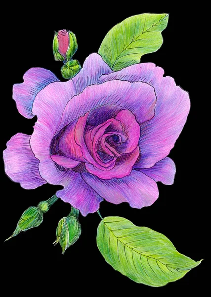 Růžová Růže Zahradní Květiny Botanická Kresba Použité Tištěné Materiály Cedule — Stock fotografie