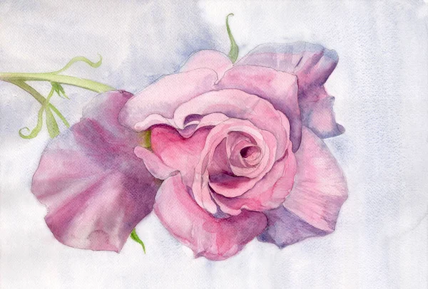 Rosa Rosa Fiore Rosa Fiori Giardino Disegno Botanico Usato Materiali — Foto Stock