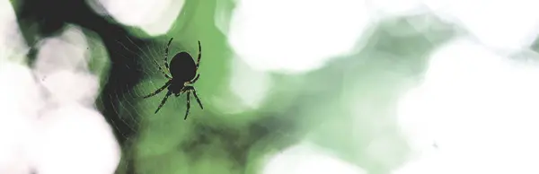 Bacaklar koyu yeşil arka plan üzerinde açık nokta ile örümcek ve web silueti.
