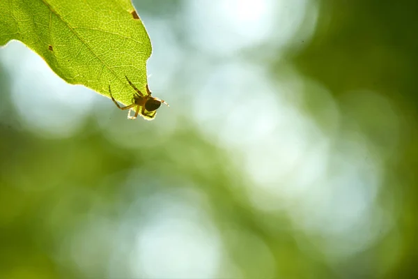 örümcek bir yaprağın üzerinde oturur ve güneş ışınlarını yansıtan parlar.