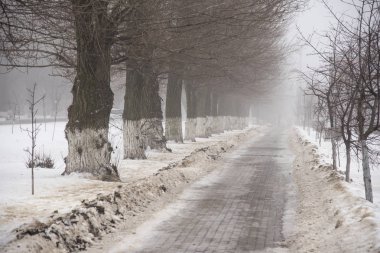 Road with trees disappearing in the fog.