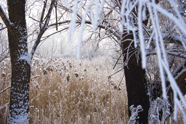grass covered with snow in the fog.