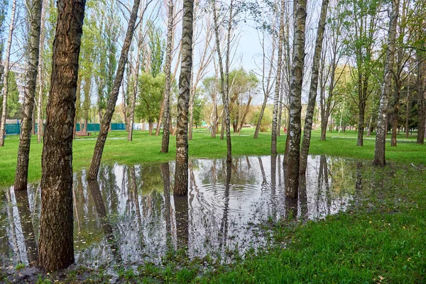 Uma grande poça no parque entre as árvores e grama verde . — Fotografia de Stock