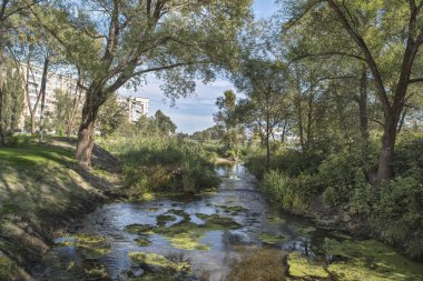 şehir merkezinde bir dere ile küçük bir orman
