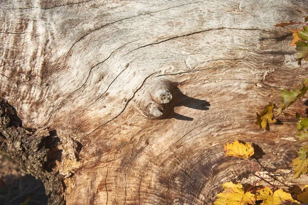 Kabuğu olmayan bir dal ile eski ağaç