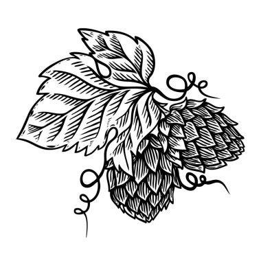 Şube resimde beyaz zemin üzerine hop. Logo, amblem, etiket işareti için öğe tasarlayın. Vektör görüntü