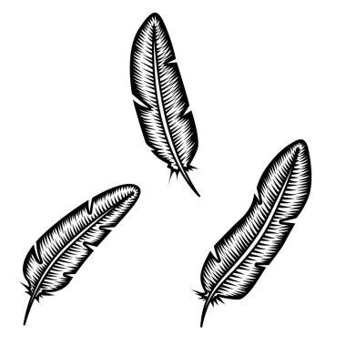 Beyaz arka plan üzerinde tüy kümesi. Poster, kart, amblem, logo için tasarım öğesi. Vektör çizim