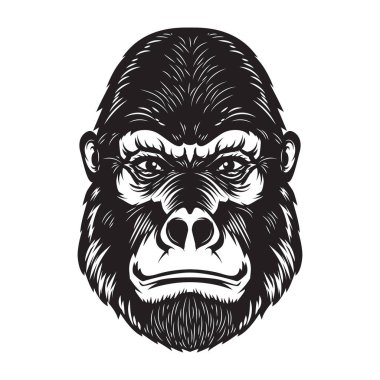 Goril maymun kafa resimde beyaz arka plan üzerinde. Afiş, amblem, işareti için tasarım öğeleri. Vektör görüntü