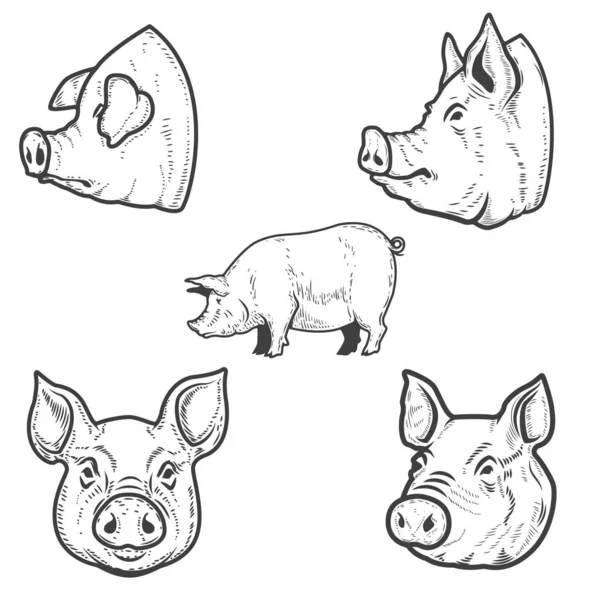 Reihe Von Schweineillustrationen Schweinekopf Gestaltungselement Für Emblem Schild Plakat Abzeichen — Stockvektor