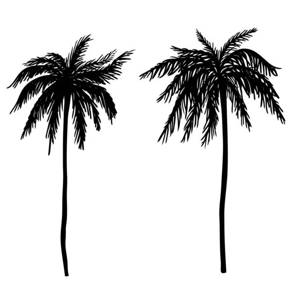 Uppsättning Handritad Palm Tree Illustrationer Designelement För Affisch Kort Banner — Stock vektor