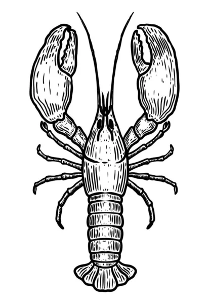 Ilustrasi Lobster Gambar Tangan Pada Latar Belakang Putih Unsur Desain - Stok Vektor