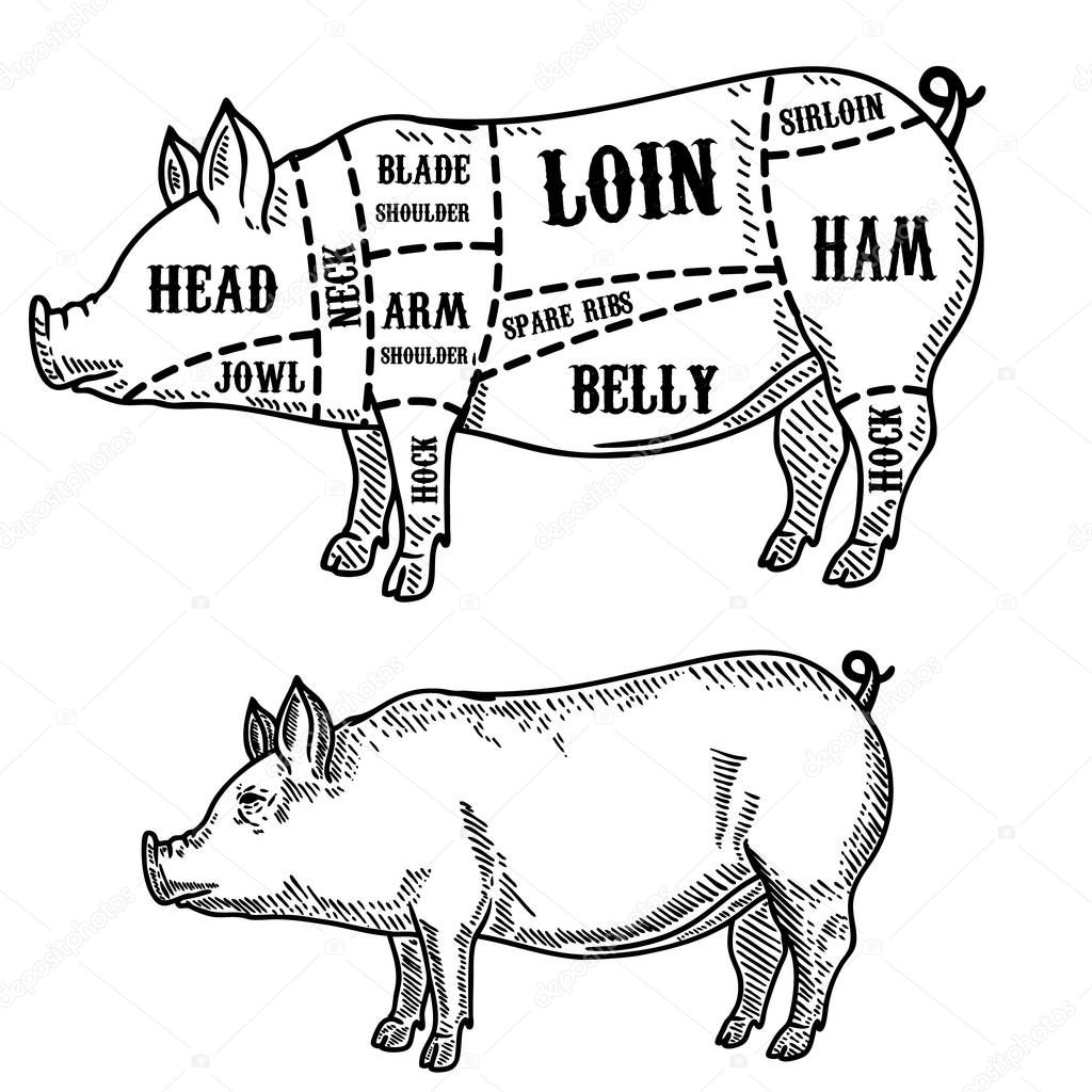 pig butcher diagram. Pork cuts. Design element for poster, card, emblem, badge. Vector image