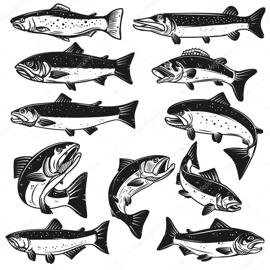 Big set of fish illustrations. Pike, salmon, trout, perch. Design elements for fishing logo, label, emblem, sign. Vector illustration