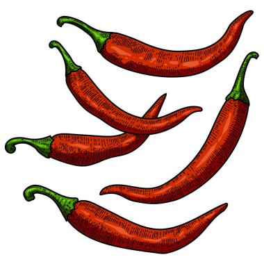 Biber biber resimler beyaz arka plan üzerinde ayarlayın. Tasarım poster, kart, afiş, menü için öğe. Vektör çizim