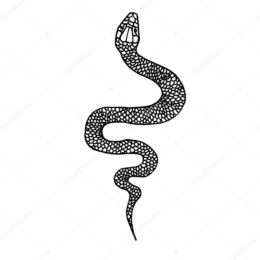 Hand drawn snake illustration in doodle style. Design element for poster, card, t shirt. Vector illustration