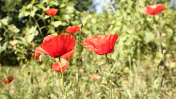 Poppy bloemen op veld — Stockvideo