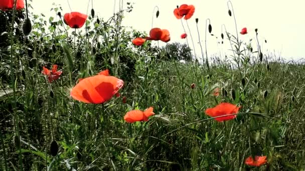 Flores de amapola en el campo — Vídeos de Stock