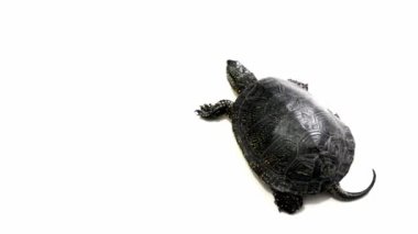 Kaplumbağa beyaz üzerinde sürünen