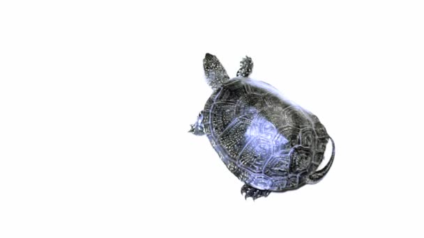 Turtle crawling on white — Stock Video