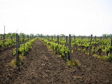 Bir çiftlik üzüm bağlarında üzüm çalıları