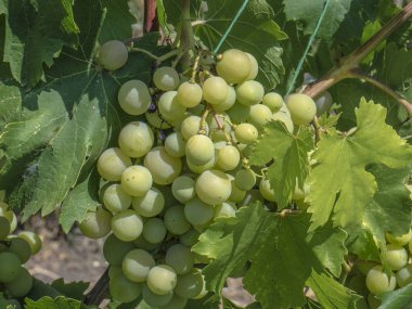 Doğal meyveler. Bir çiftlik bahçesinde bir çalı üzerinde Üzüm