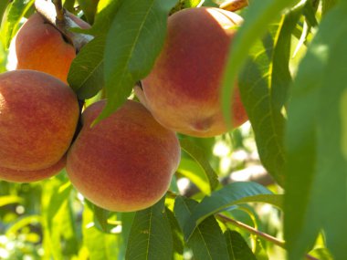 Doğal meyve. Şeftali ağacı dallarında şeftali