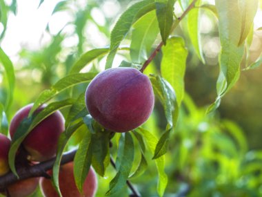 Doğal meyve. Şeftali ağacı dallarında şeftali