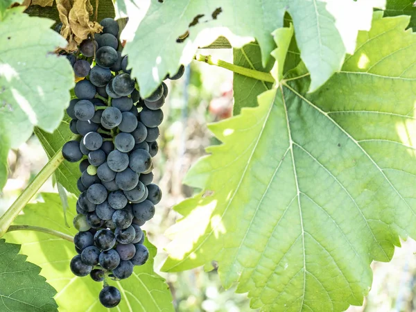 Frutas naturales. Uvas en un arbusto en un jardín de granja — Foto de Stock