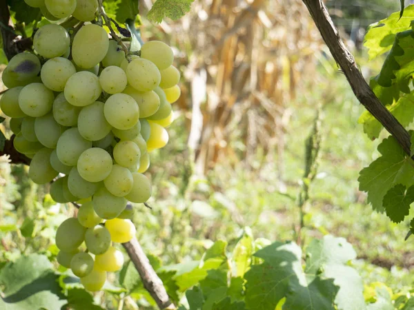 Racimos de uvas en un viñedo en un jardín rural — Foto de Stock