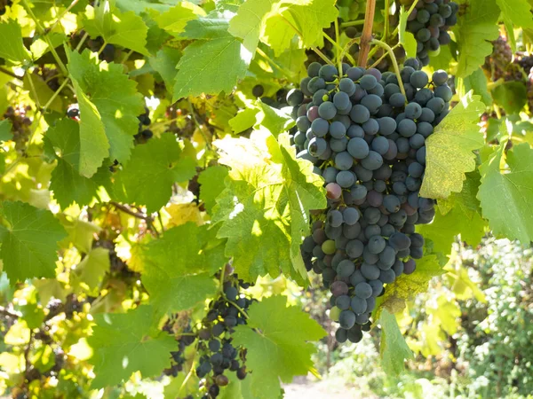 Racimos de uvas en un viñedo en un jardín rural — Foto de Stock